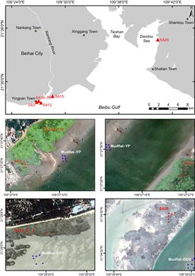 Effects of Spartina alterniflora Invasion on Soil Organic Carbon Storage in the Beihai Coastal Wetlands of China